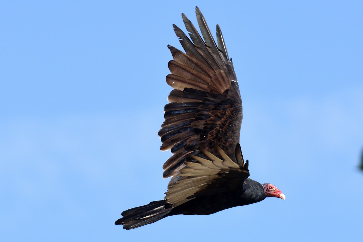 Turkey Vulture - Ryan Claar