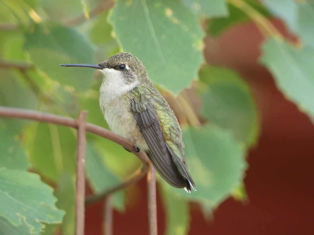 Black-chinned Hummingbird - Nolan Clements