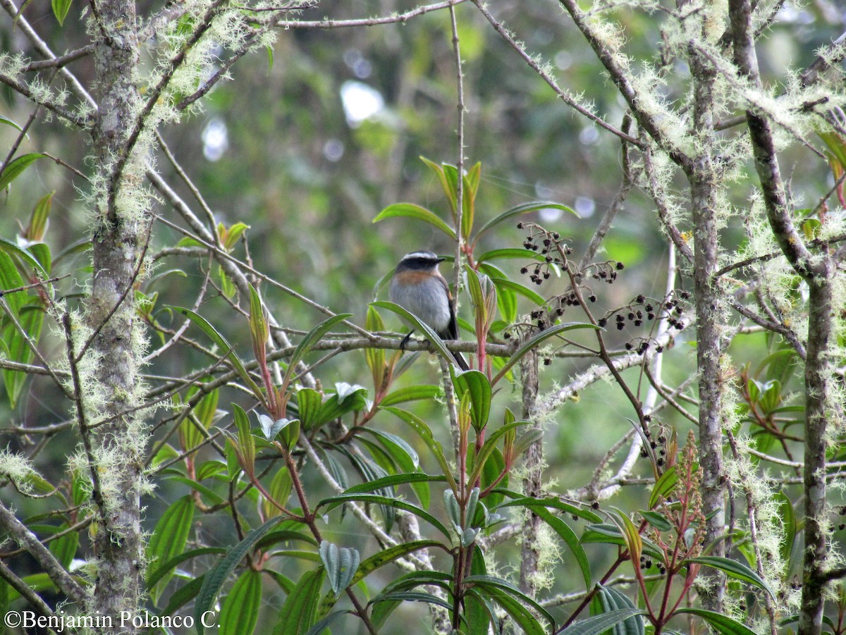 Rufous-breasted Chat-Tyrant - ML114075331