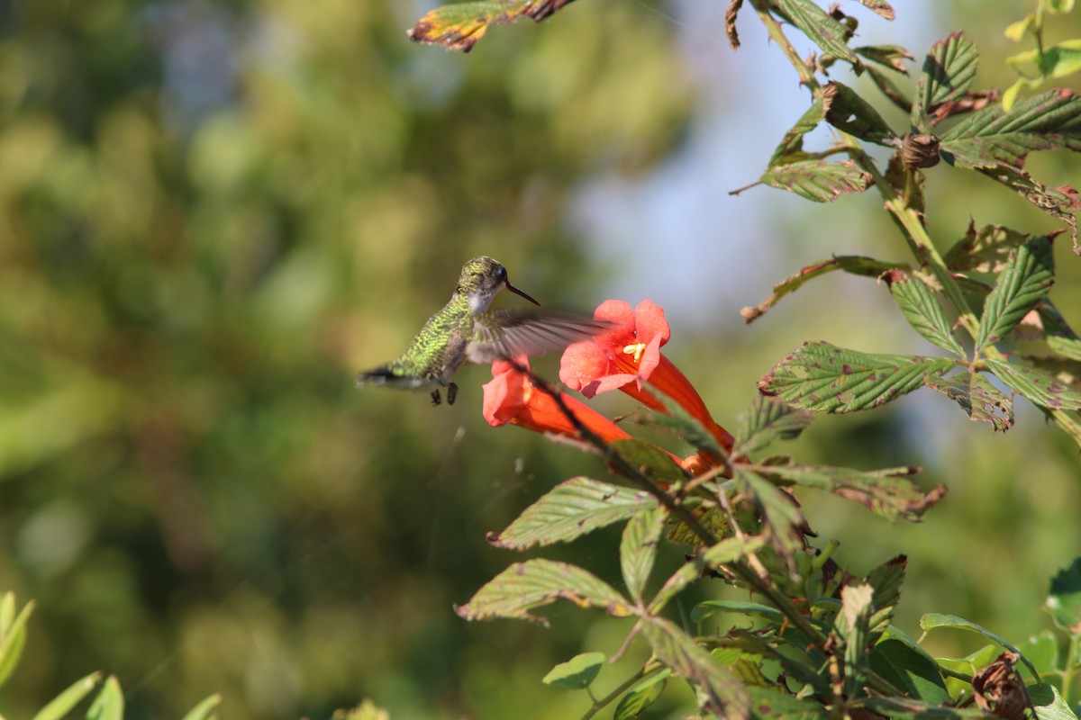 Ruby-throated Hummingbird - Tammy Conklin