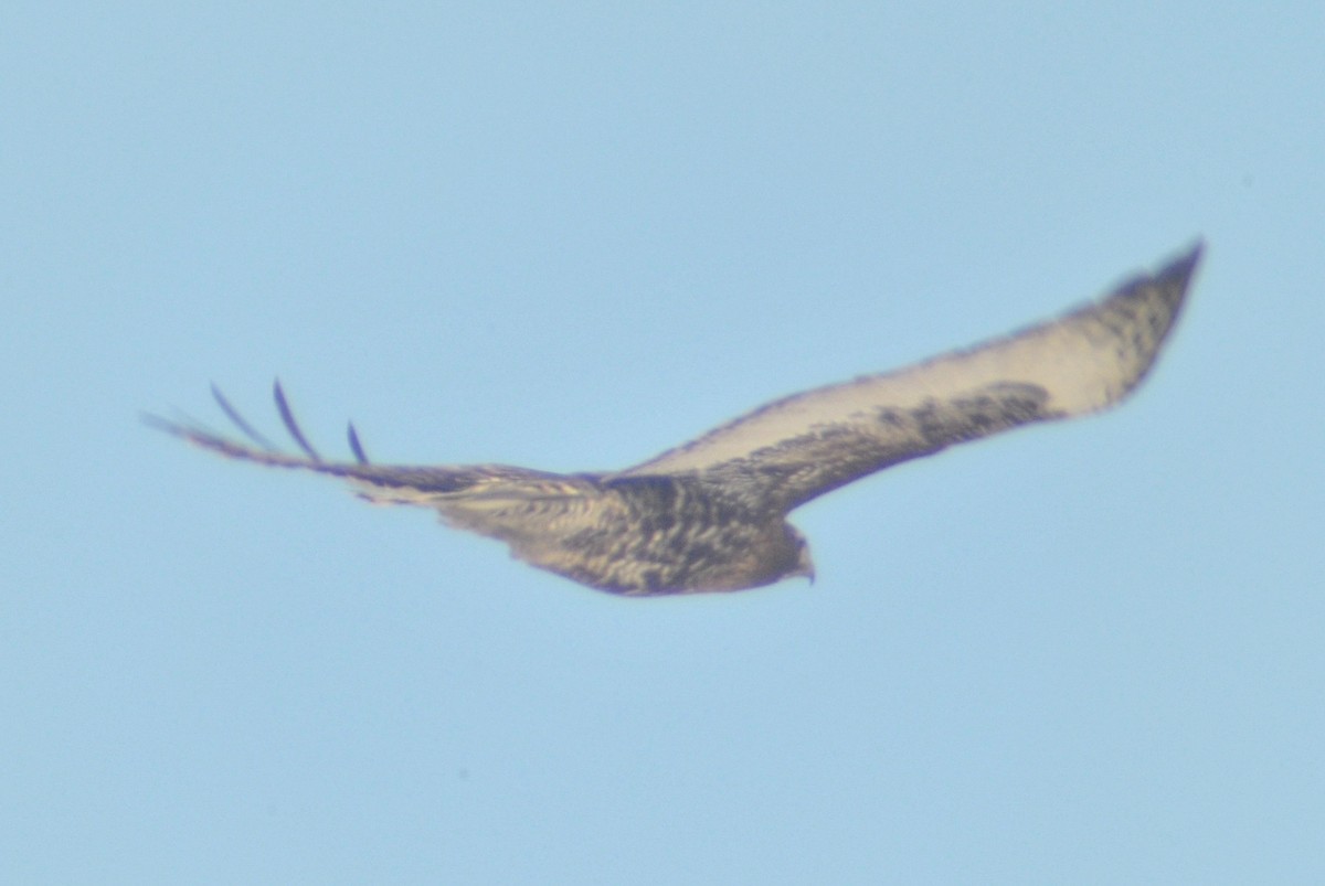 Red-tailed Hawk (Harlan's) - ML114075721