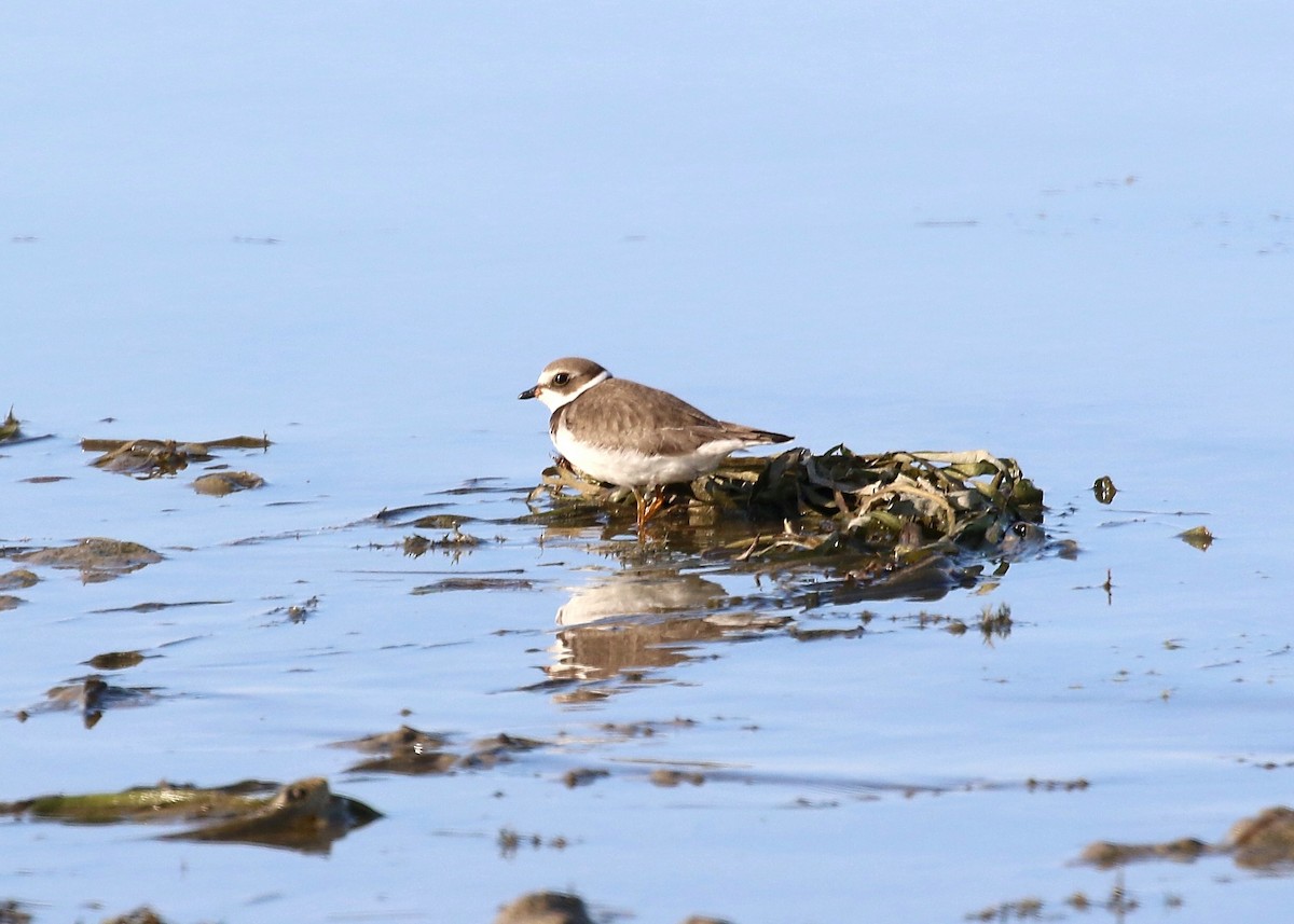 Semipalmated Plover - ML114079071