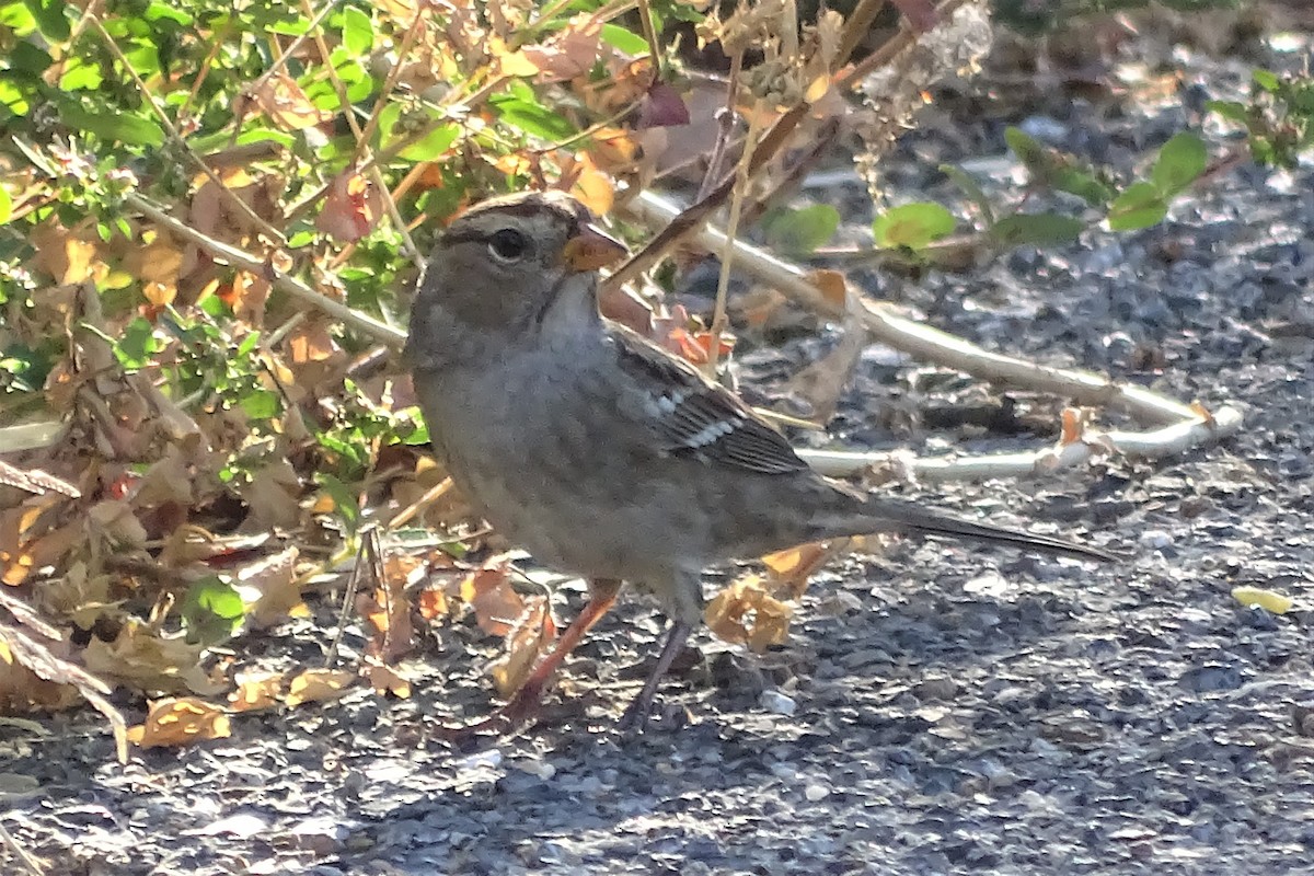 White-crowned Sparrow (Gambel's) - Diane Rose