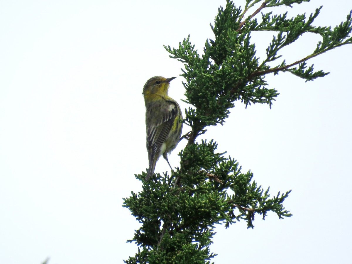 Cape May Warbler - ML114084181