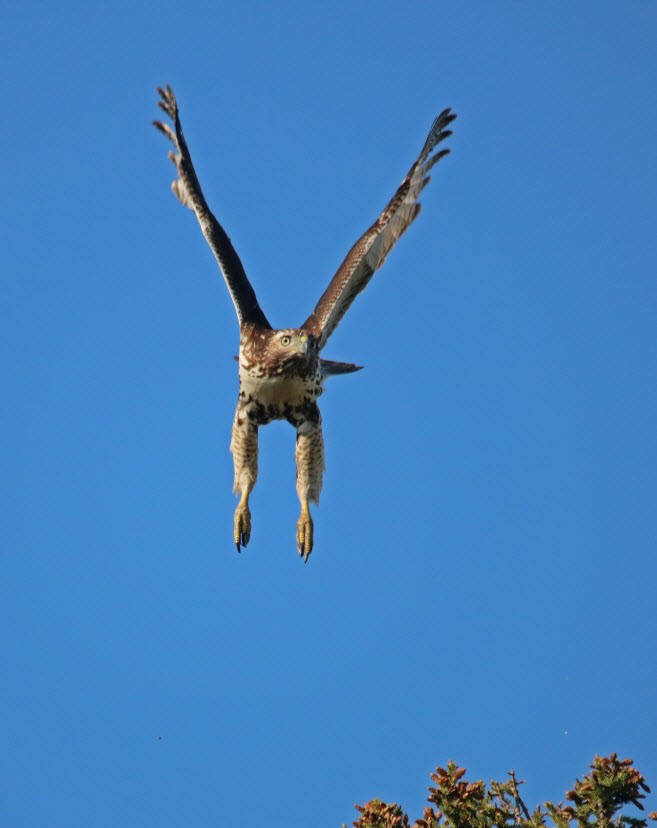 Red-tailed Hawk - ML114086031