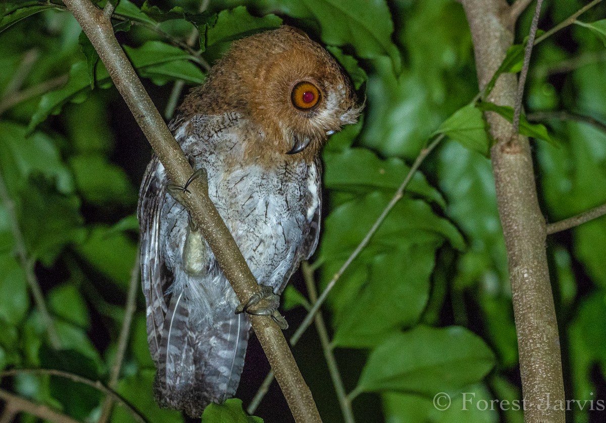Negros Scops-Owl - Forest Botial-Jarvis