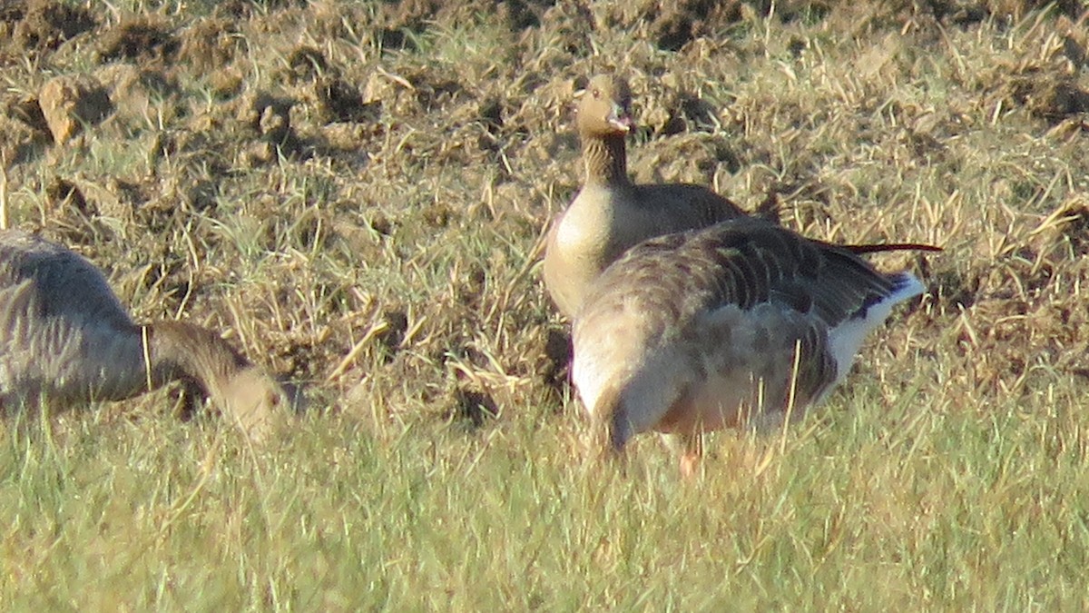 Pink-footed Goose - ML114089221