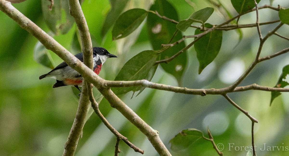 Black-belted Flowerpecker - Forest Botial-Jarvis