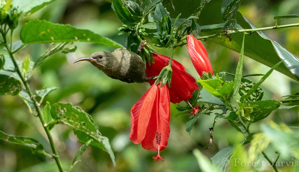 Magnificent Sunbird - Forest Botial-Jarvis