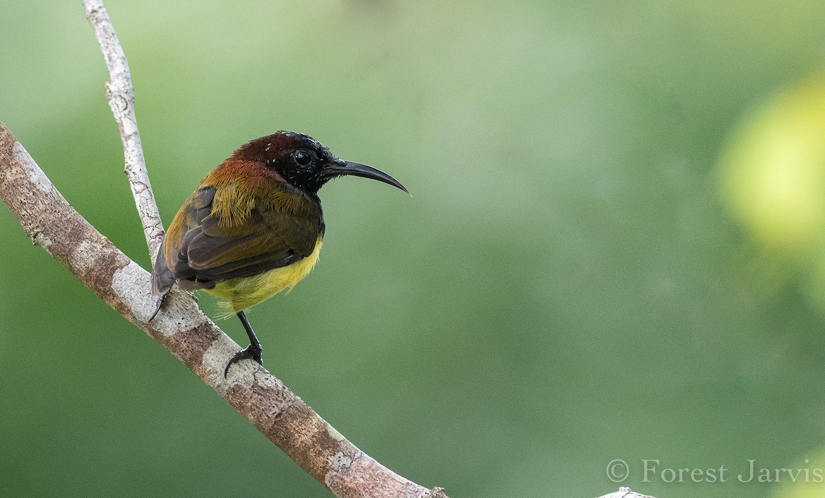 Maroon-naped Sunbird - Forest Botial-Jarvis