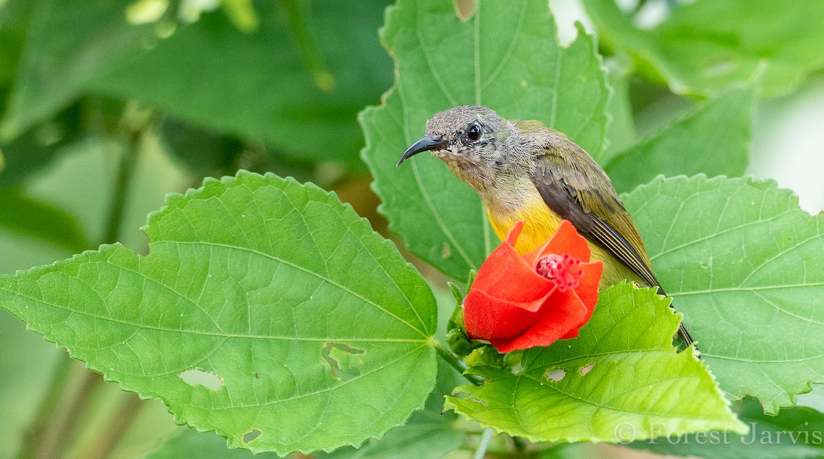 Maroon-naped Sunbird - Forest Botial-Jarvis