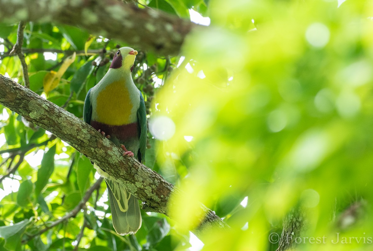 Yellow-breasted Fruit-Dove - ML114090691