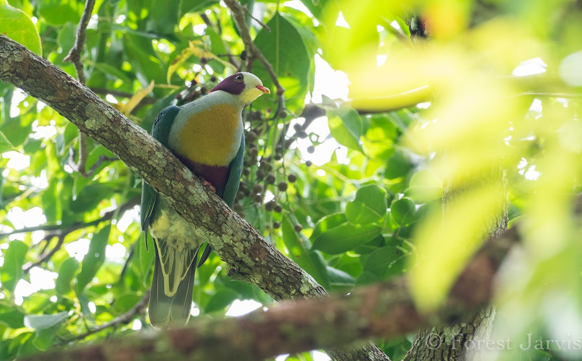 Yellow-breasted Fruit-Dove - ML114090701