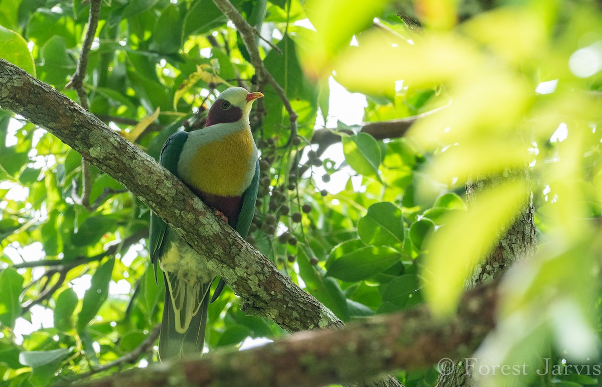Yellow-breasted Fruit-Dove - ML114090711