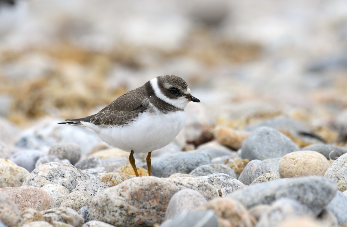Semipalmated Plover - Sam Miller