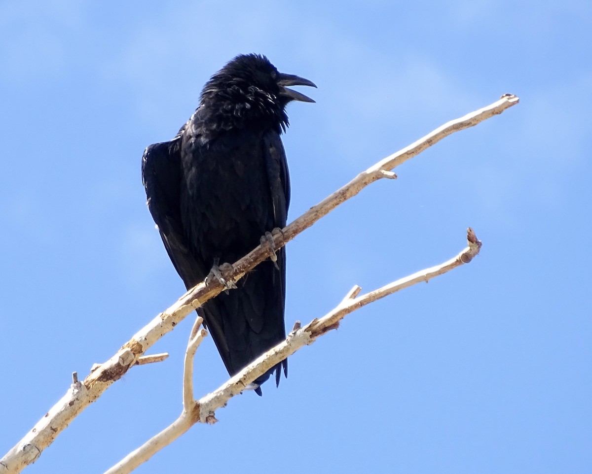 Common Raven - Rosie Howard