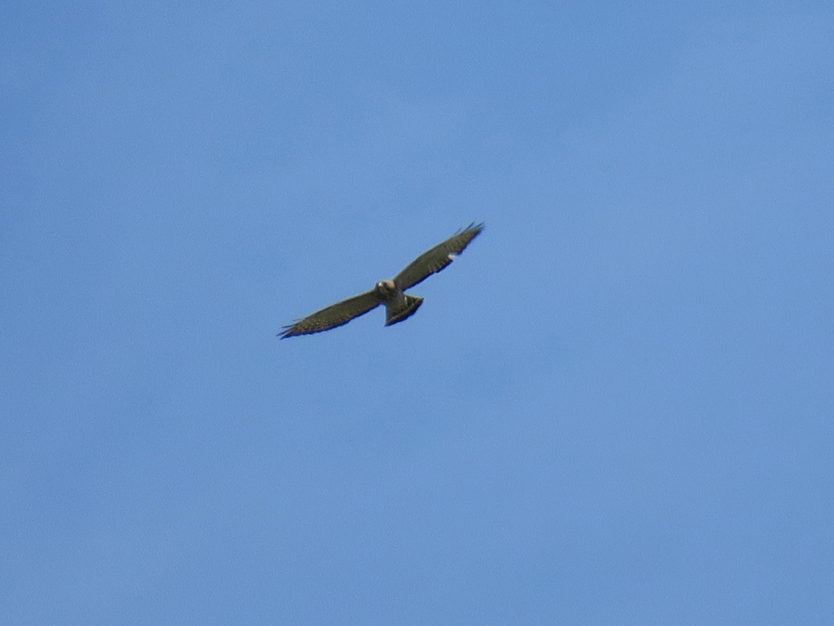 Broad-winged Hawk - ML114094601