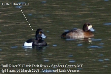 Tufted Duck - ML114096201