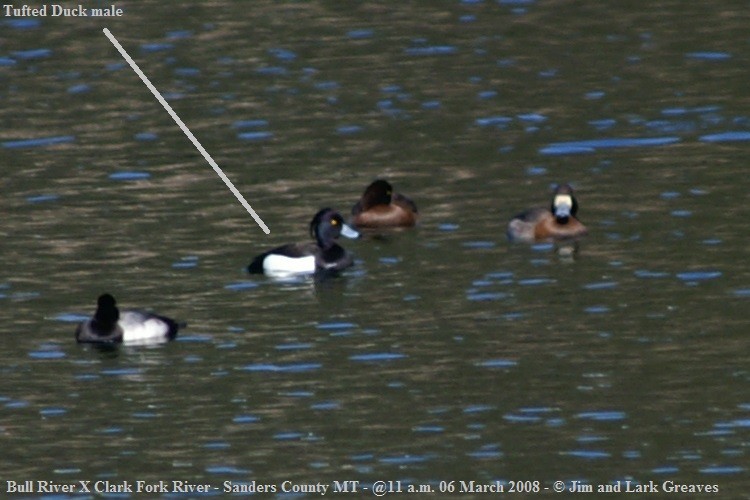 Tufted Duck - ML114096211
