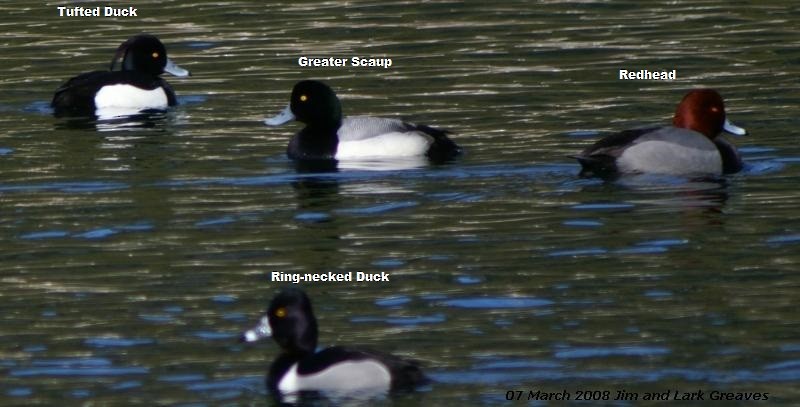 Tufted Duck - ML114097511
