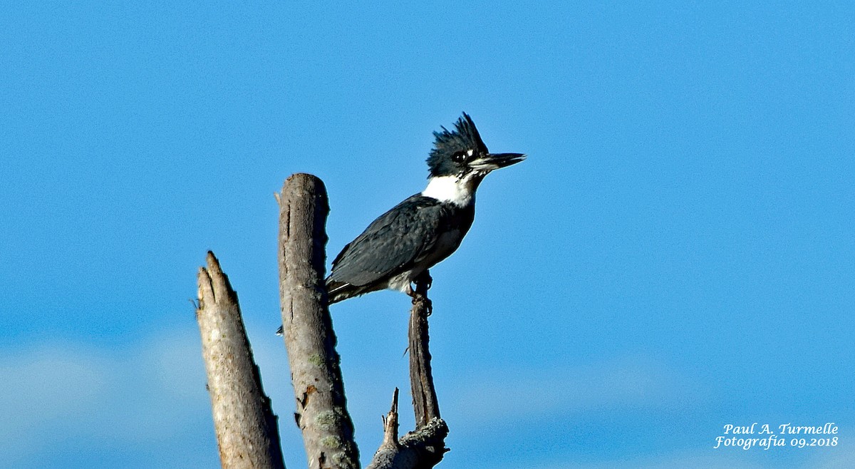 Belted Kingfisher - ML114099801