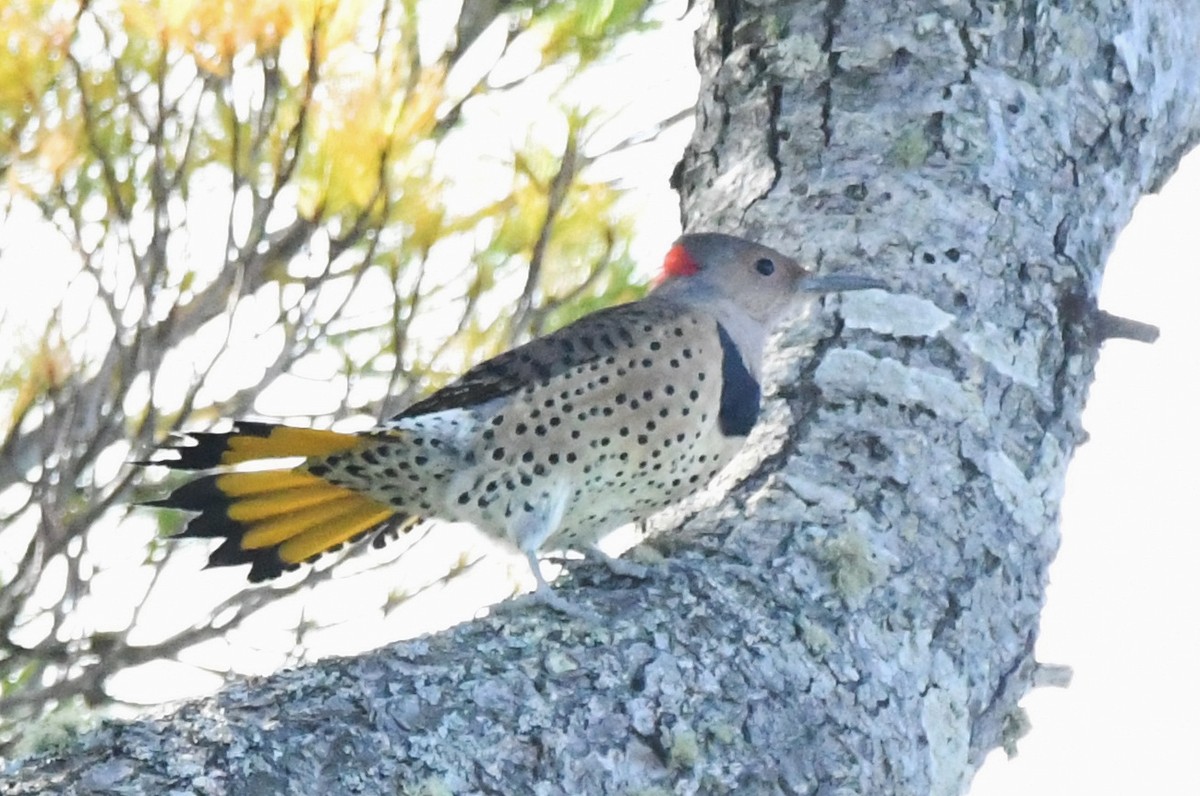 Northern Flicker (Yellow-shafted) - Cathryn Dippo