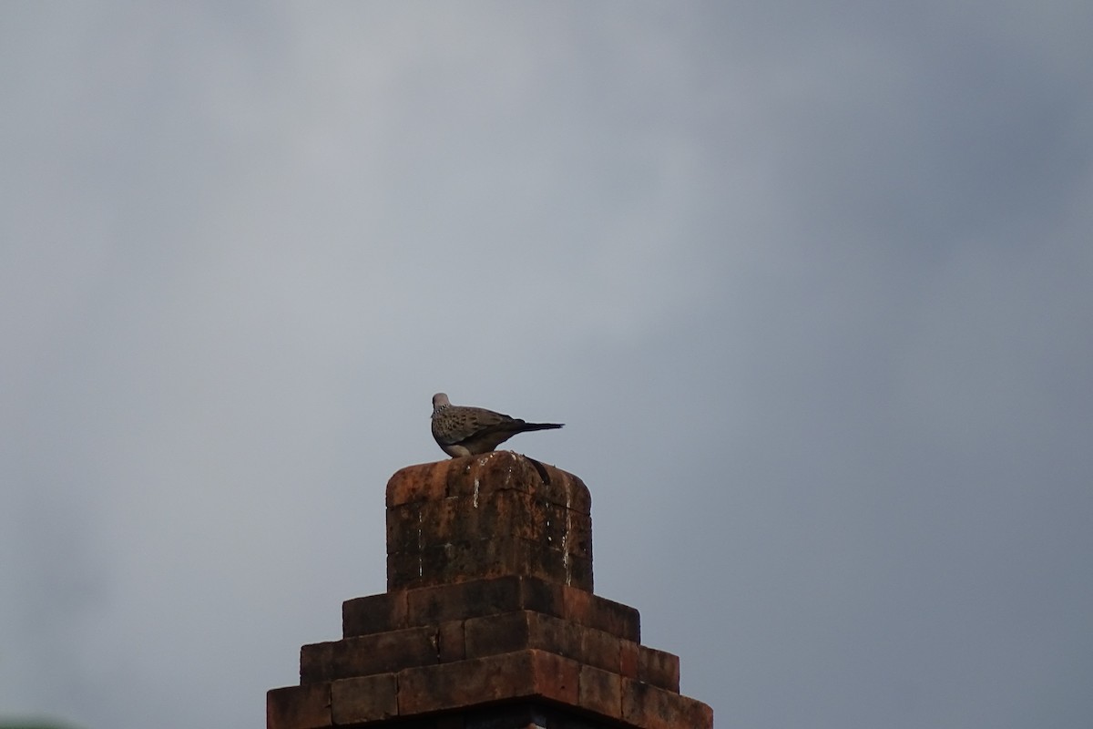 Spotted Dove - ML114104821