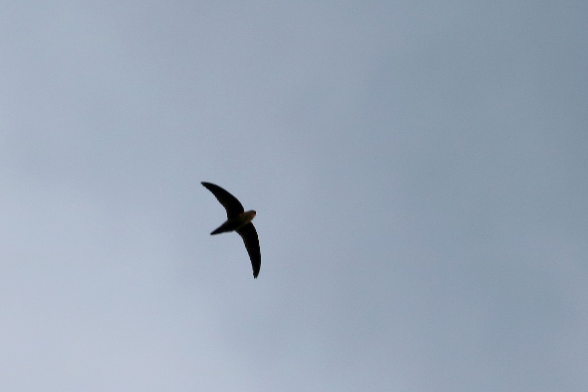 Chimney Swift - Colin Sumrall