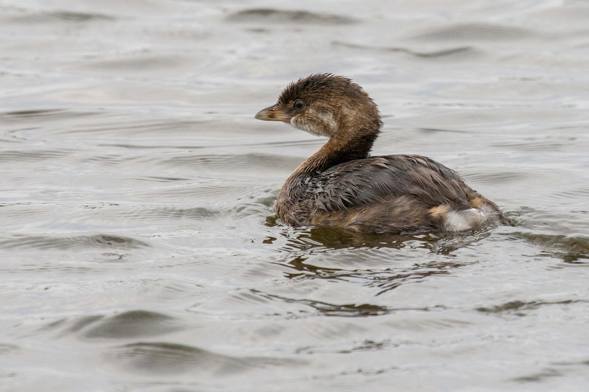 Pied-billed Grebe - Janet Hill