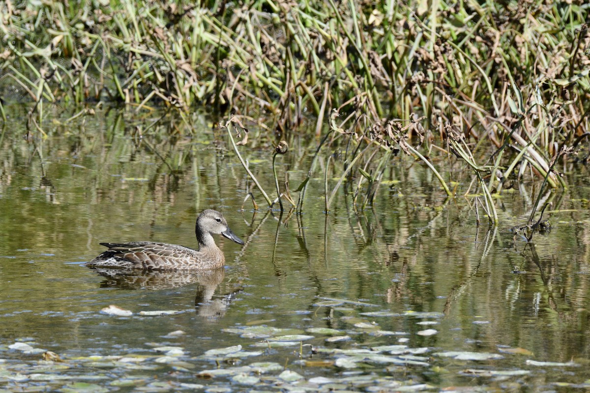 Blue-winged Teal - ML114108301