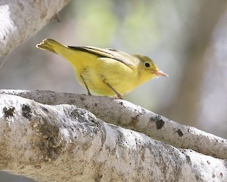 Yellow Warbler