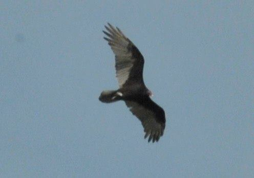 Turkey Vulture - ML114112311