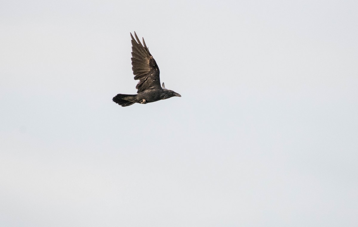 Common Raven - Yannick Fleury