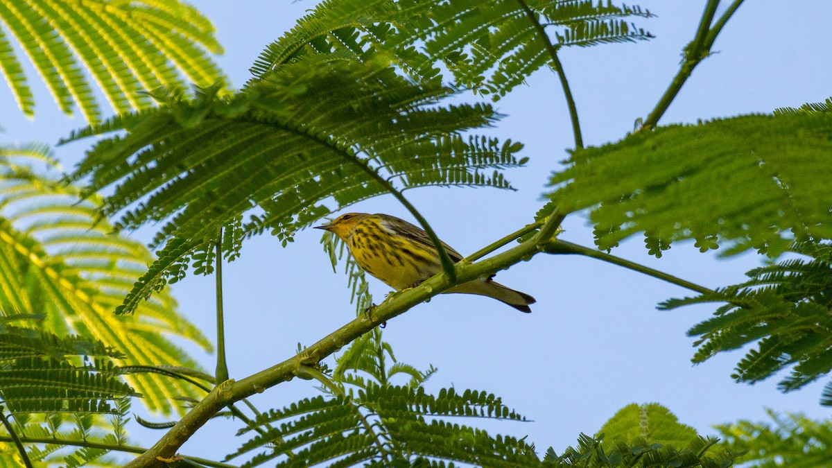 Cape May Warbler - ML114123561