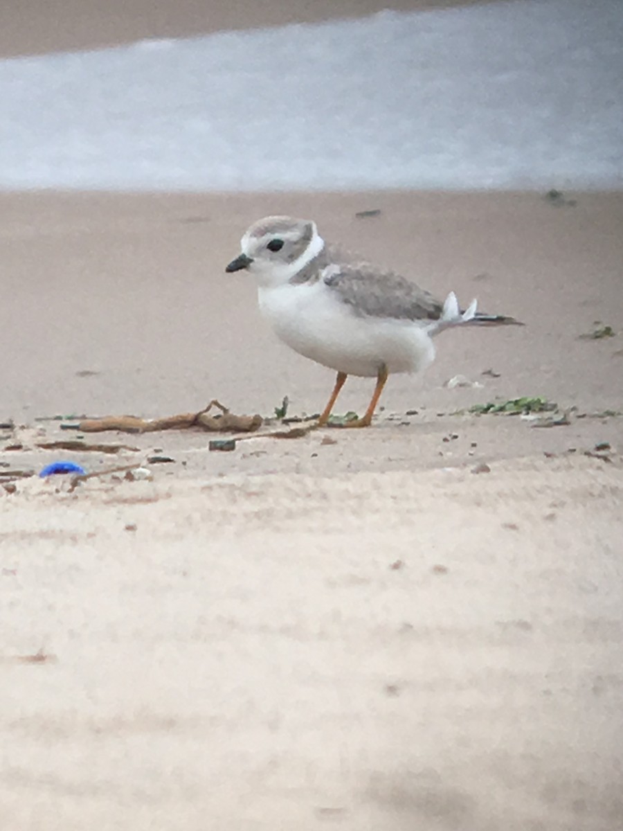 Piping Plover - Amy Kearns