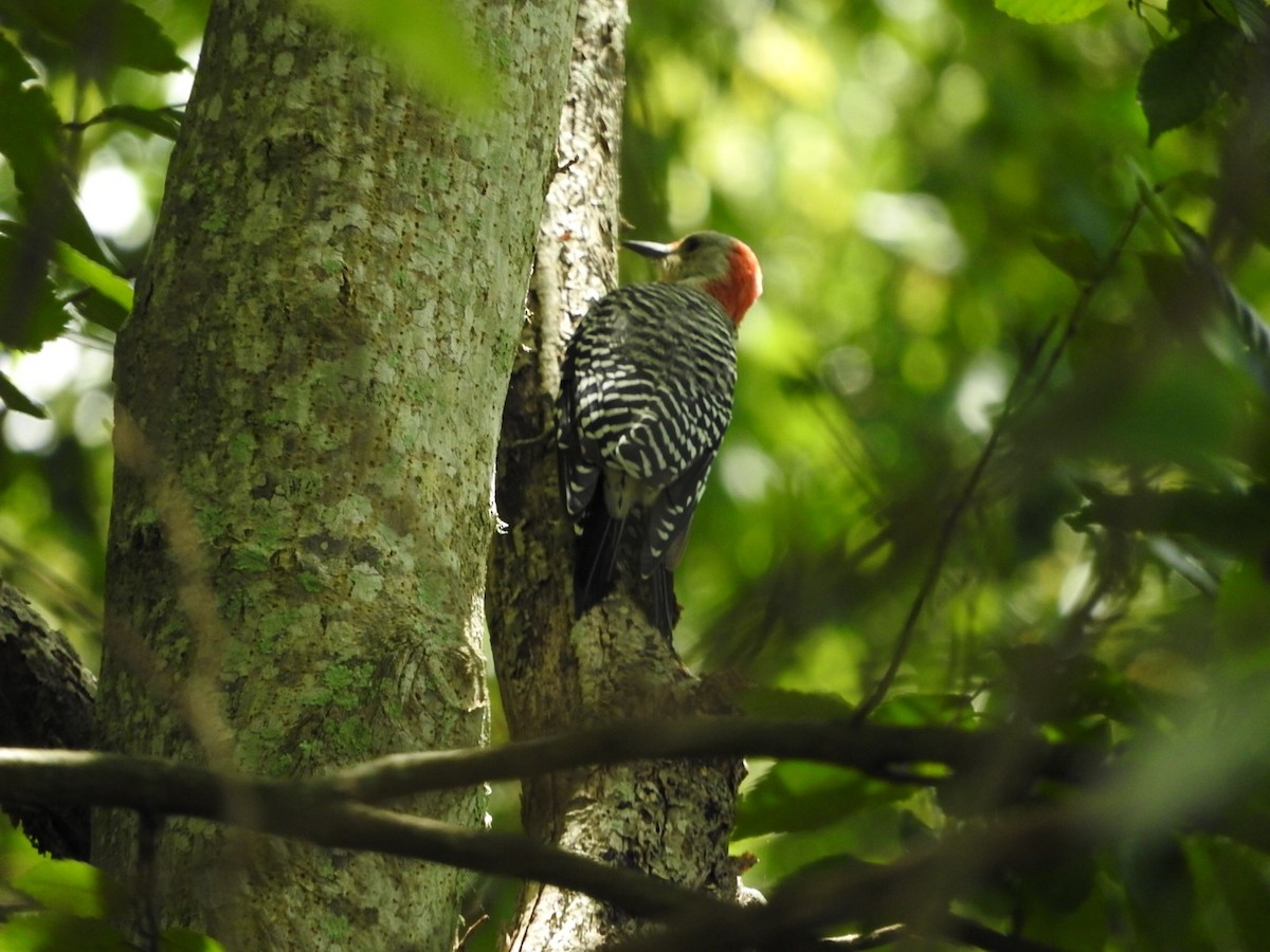 Red-bellied Woodpecker - Cate Igo