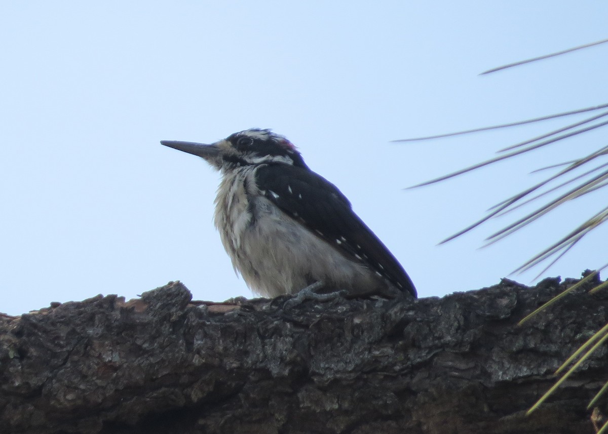 Hairy Woodpecker - ML114130211