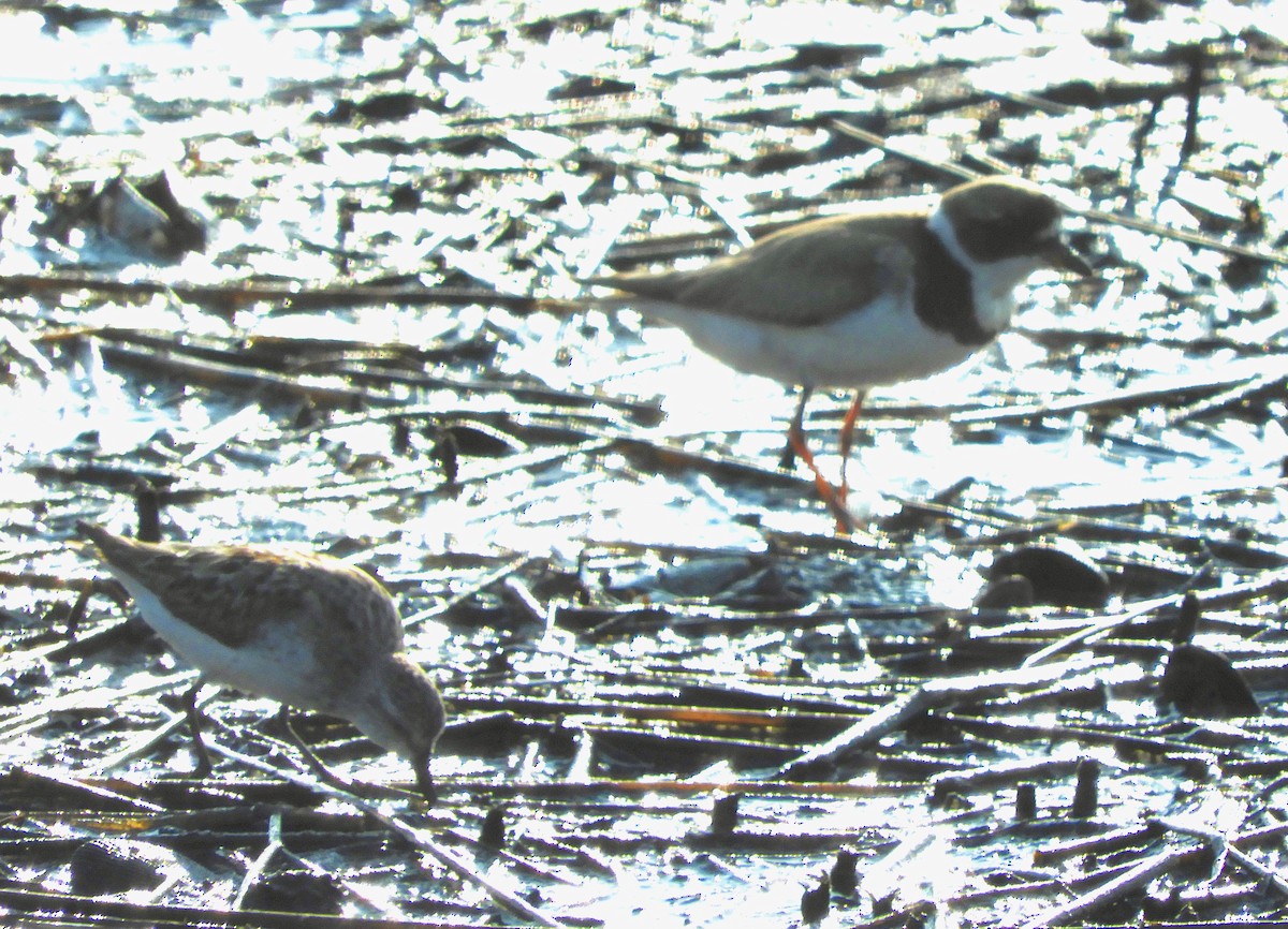Semipalmated Plover - ML114134751