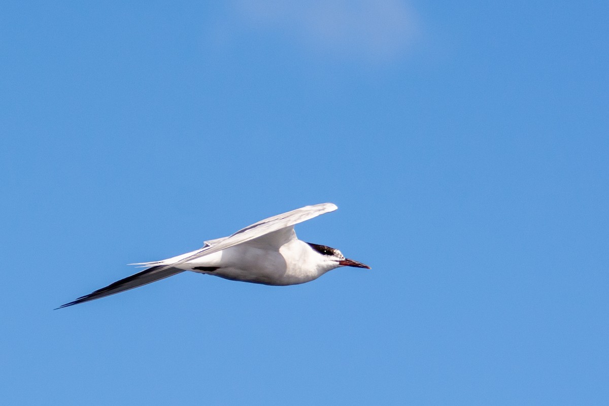 Common Tern - Rich Kelley