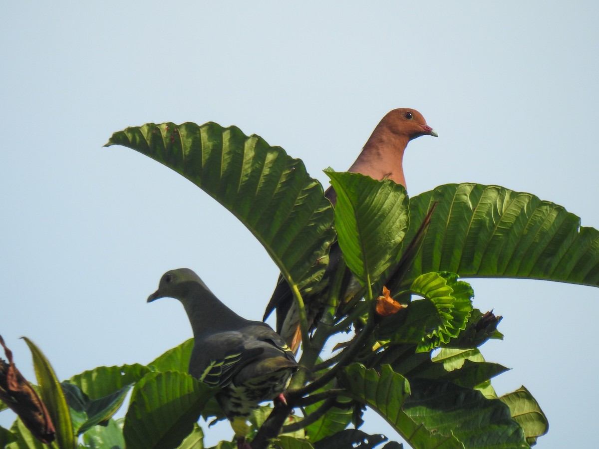 Cinnamon-headed Green-Pigeon - Pam Rasmussen