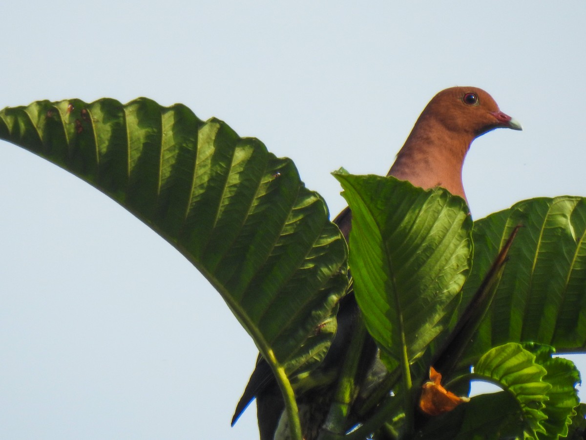 Cinnamon-headed Green-Pigeon - ML114143171