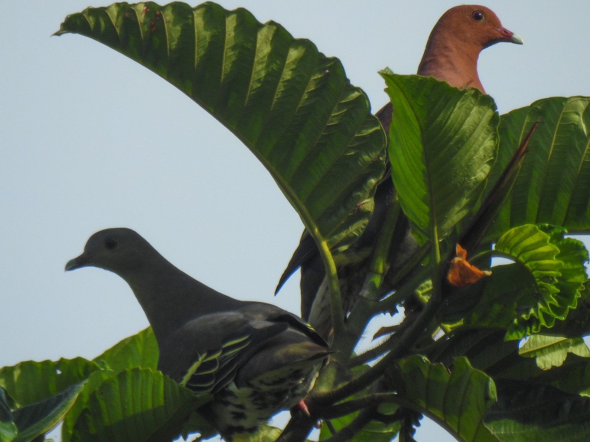 Cinnamon-headed Green-Pigeon - ML114143181
