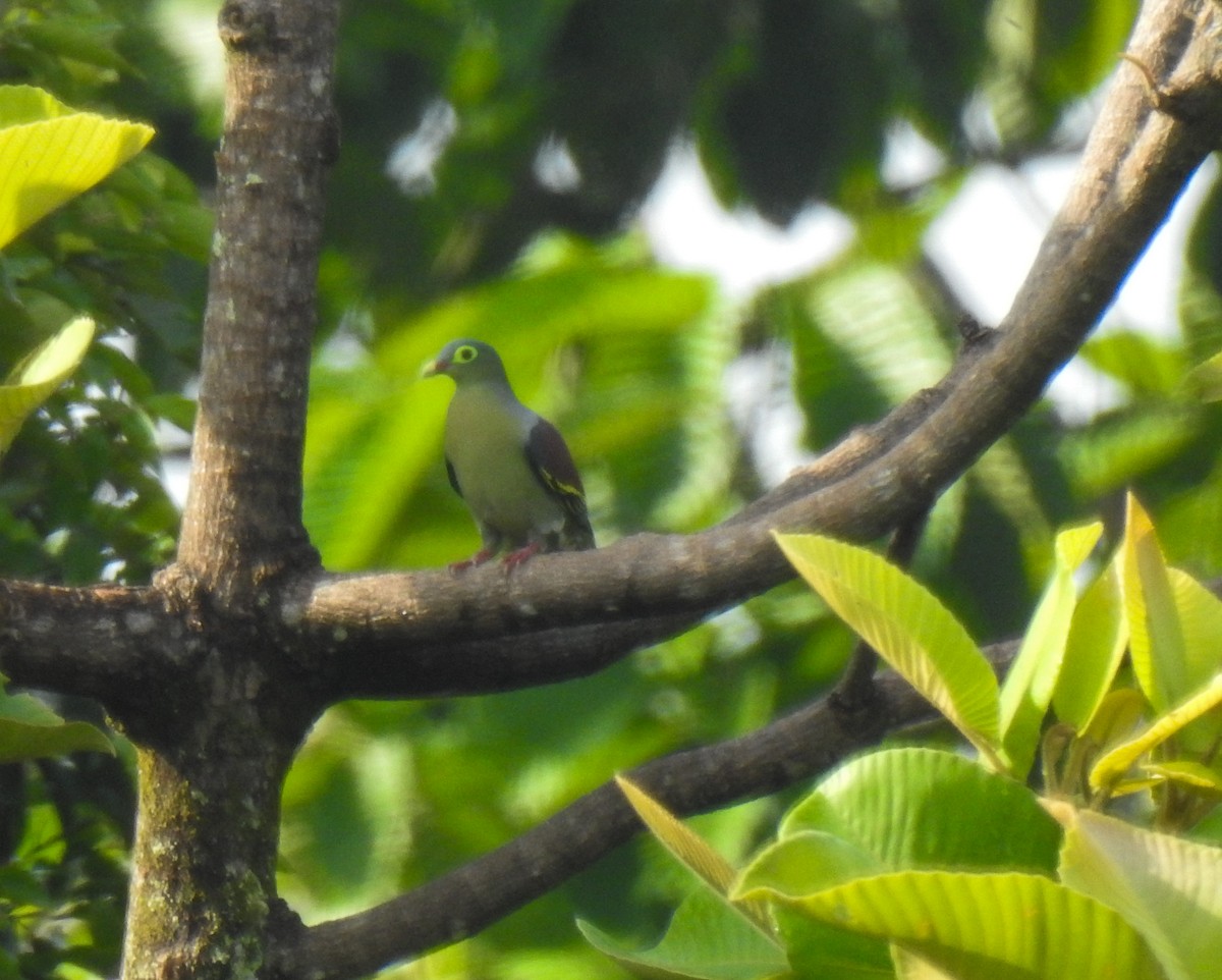 Thick-billed Green-Pigeon - ML114143251