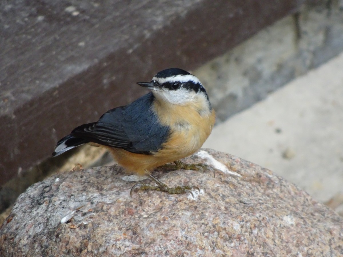 Red-breasted Nuthatch - Thomas Ouchterlony