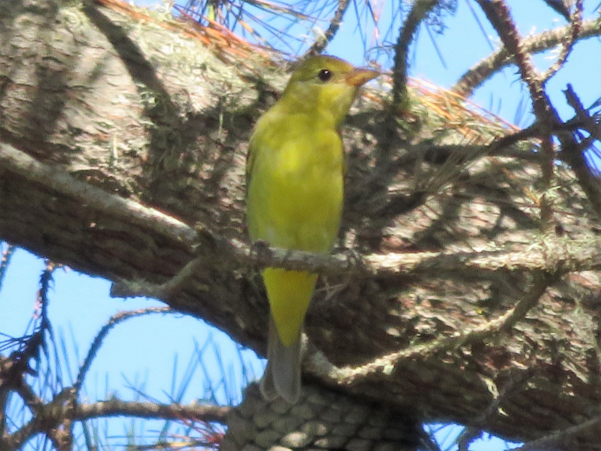 Western Tanager - ML114143361