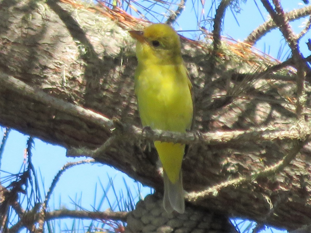 Western Tanager - ML114143381
