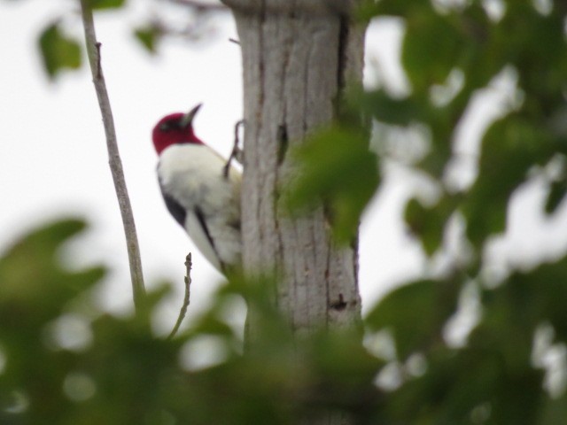 Red-headed Woodpecker - Chad Wilson