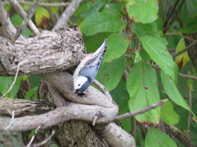 White-breasted Nuthatch - Chad Wilson
