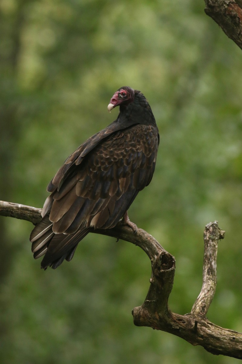 Turkey Vulture - ML114146551