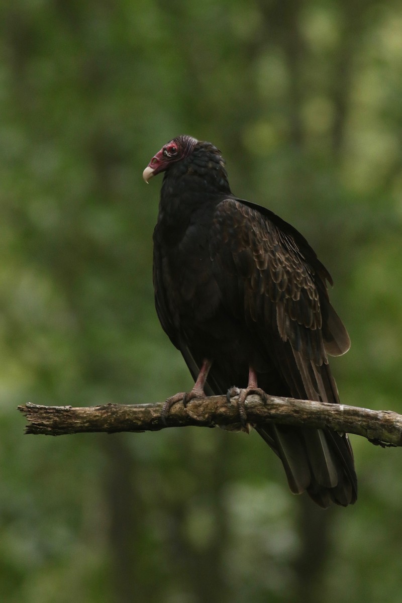 Turkey Vulture - ML114146661